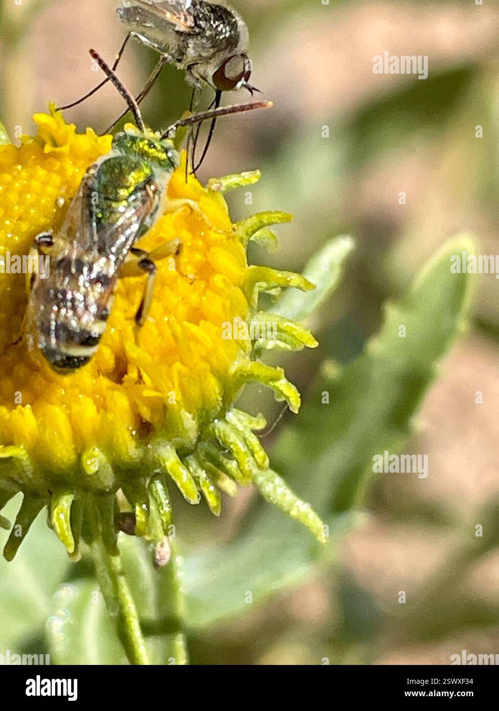 Kaugummi (Grindelia nuda), Plantae, Earthship Way, Taos, NM, US, 3 Insektenbestäuber befanden sich auf dieser Wirtspflanze: Link zu Bienenfliegen (Bombylidae) Bestäuber auf Grindelia Beobachtung: https://www.inaturalist.org/observations/175127156 Link zu zweifleckiger Melyrid (Collops bipunctatus) Beobachtung: https://www.inaturalist.org/observations/175130526 Link zu Honigschwanzstreifen-Schweißbiene (Agapostemon melliventris) auf Grindelia Beobachtung: https://www.inaturalist.org/observations/175134307 Link zu bestätigter Beobachtung in der Nähe von Grindelia Nuda: https://www.inaturalist.org/observations/9 Stockfoto