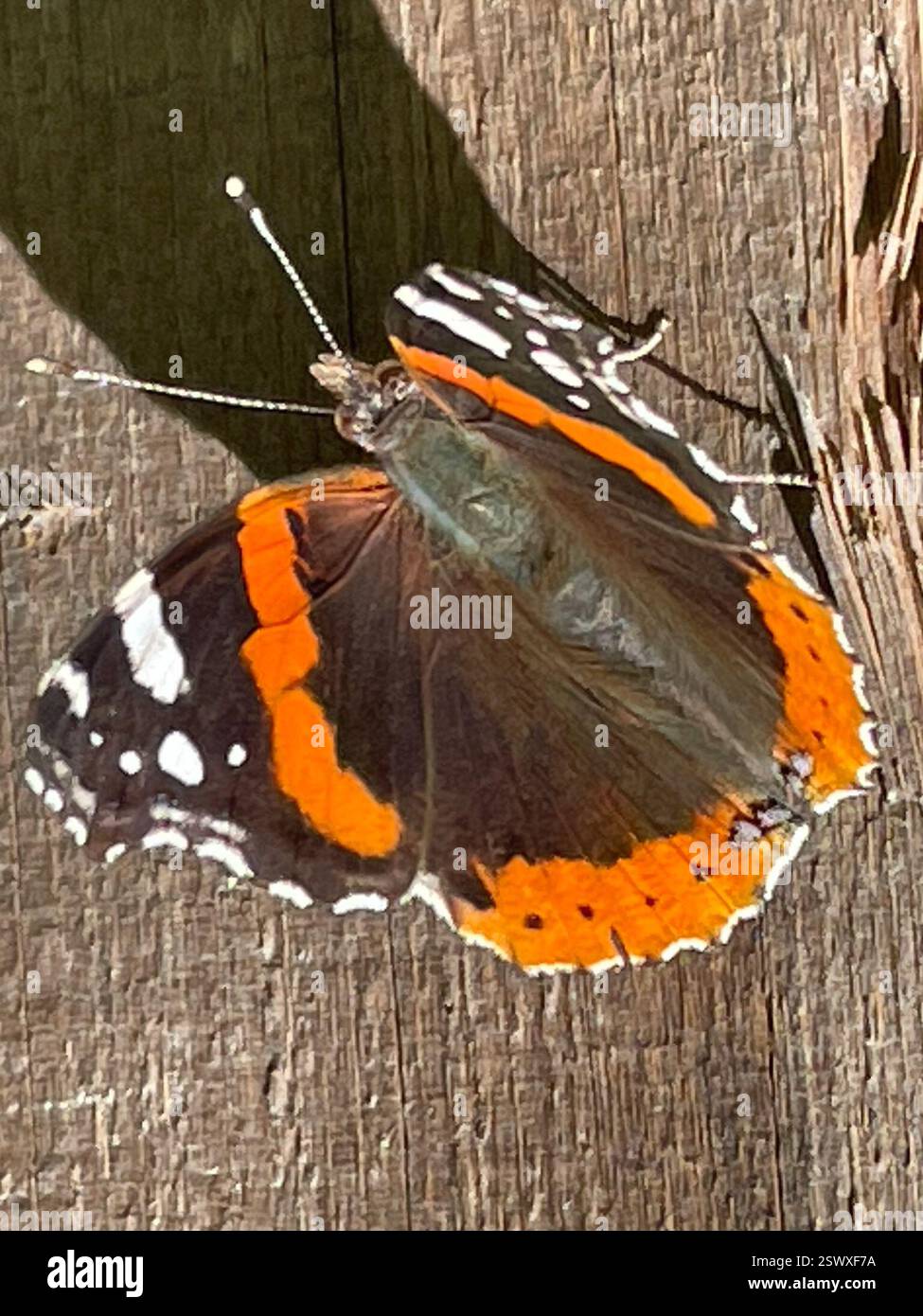 Red Admiral (Vanessa atalanta), Insecta, Country Park Rd, Salinas, CA, WIR, ich mochte den Schatten am späten Nachmittag. Roter Admiral (Vanessa atalanta) Identifikation: Die Oberseite ist schwarz mit weißen Flecken in der Nähe des Apex; die Vorderkante mit rotem Medianband, die Hinterseite mit rotem Randband. Die Winterform ist kleiner und dummer, die Sommerform größer und heller mit einem unterbrochenen Vorderbund. Flügelbreite: 4,5–7,6 cm (1 3/4–3 Zoll). Lebensgeschichte: Der Rote Admiral hat einen sehr unregelmäßigen, schnellen Flug. Männchen Barschen, wenn verfügbar, auf Bergrücken, am Nachmittag, um auf Weibchen zu warten, die einzeln Eier legen Stockfoto