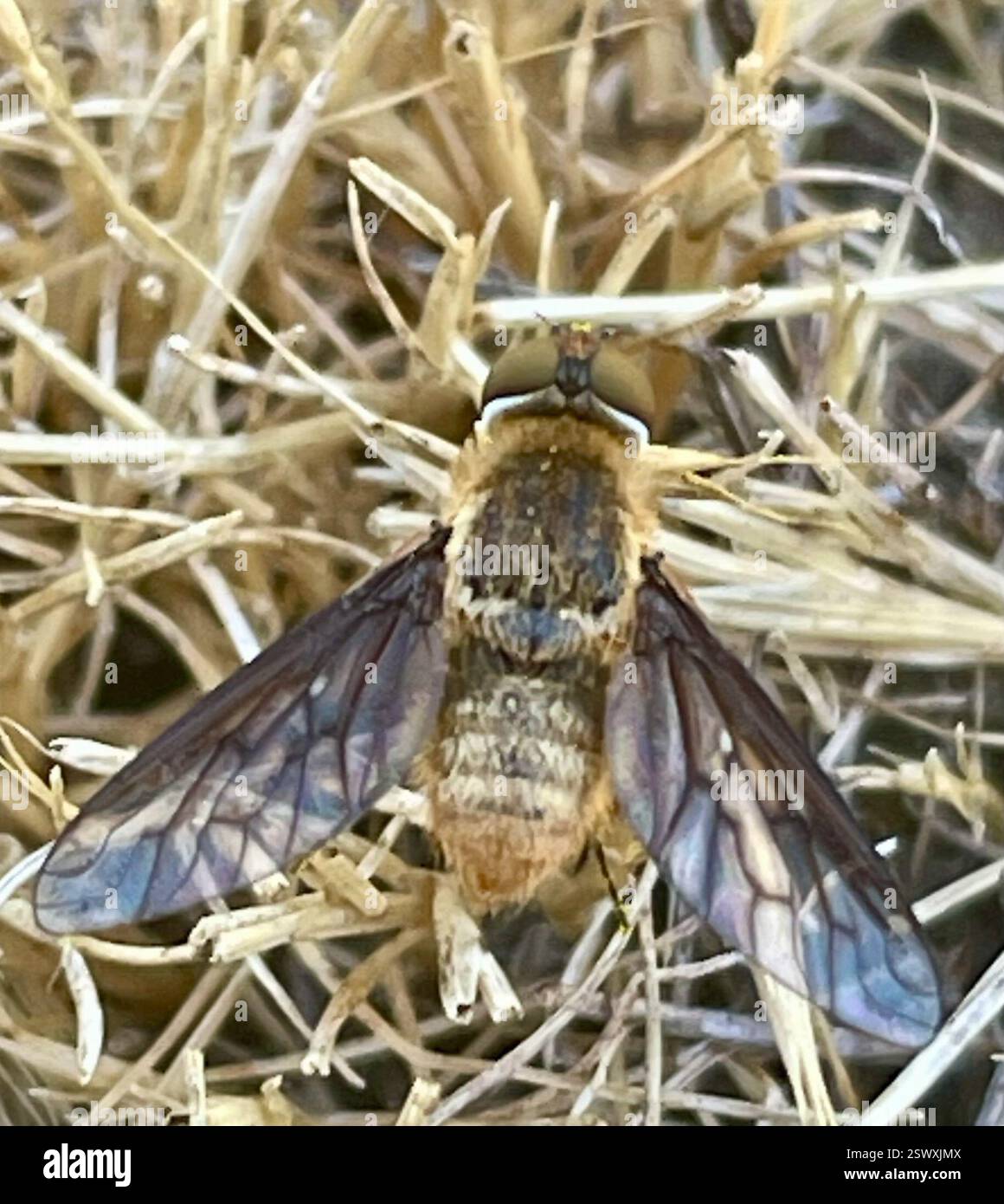 Banded Bee Fly (Villini), Insecta, Fort Ord National Monument, Marina, CA, USA, Banded Bee Fly mit relativ großen Augen. Banded Bee Fliegen sind im Stamm Villini und in der Familie Bombyliidae. The Fly Guide https://sites.google.com/view/flyguide/species-guides Einführung in Diptera: https://sites.google.com/view/flyguide/guide-to-families/introduction-and-outline BugGuide https://bugguide.net/index.php?q=search&keys=Poecilanthrax BugGuide: https://bugguide.net/index.php?q=search&keys=Chrysanthrax BugGuide: https://bugguide.net/index.php?q=search&keys=Paravilla Stockfoto