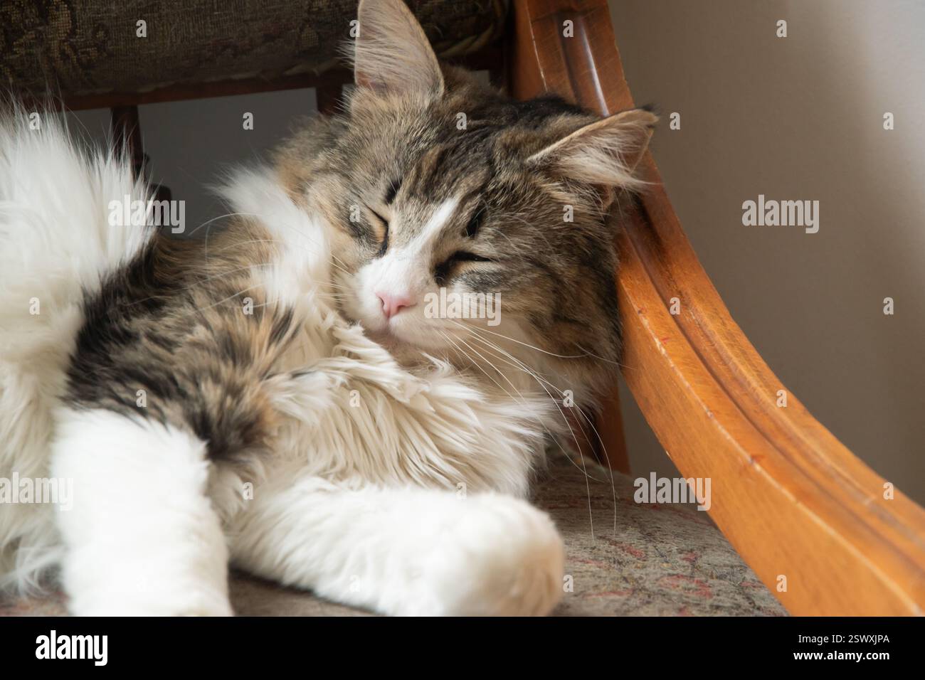 Niedliche Katze, die auf einem Stuhl im Wohnzimmer zu Hause schläft Stockfoto