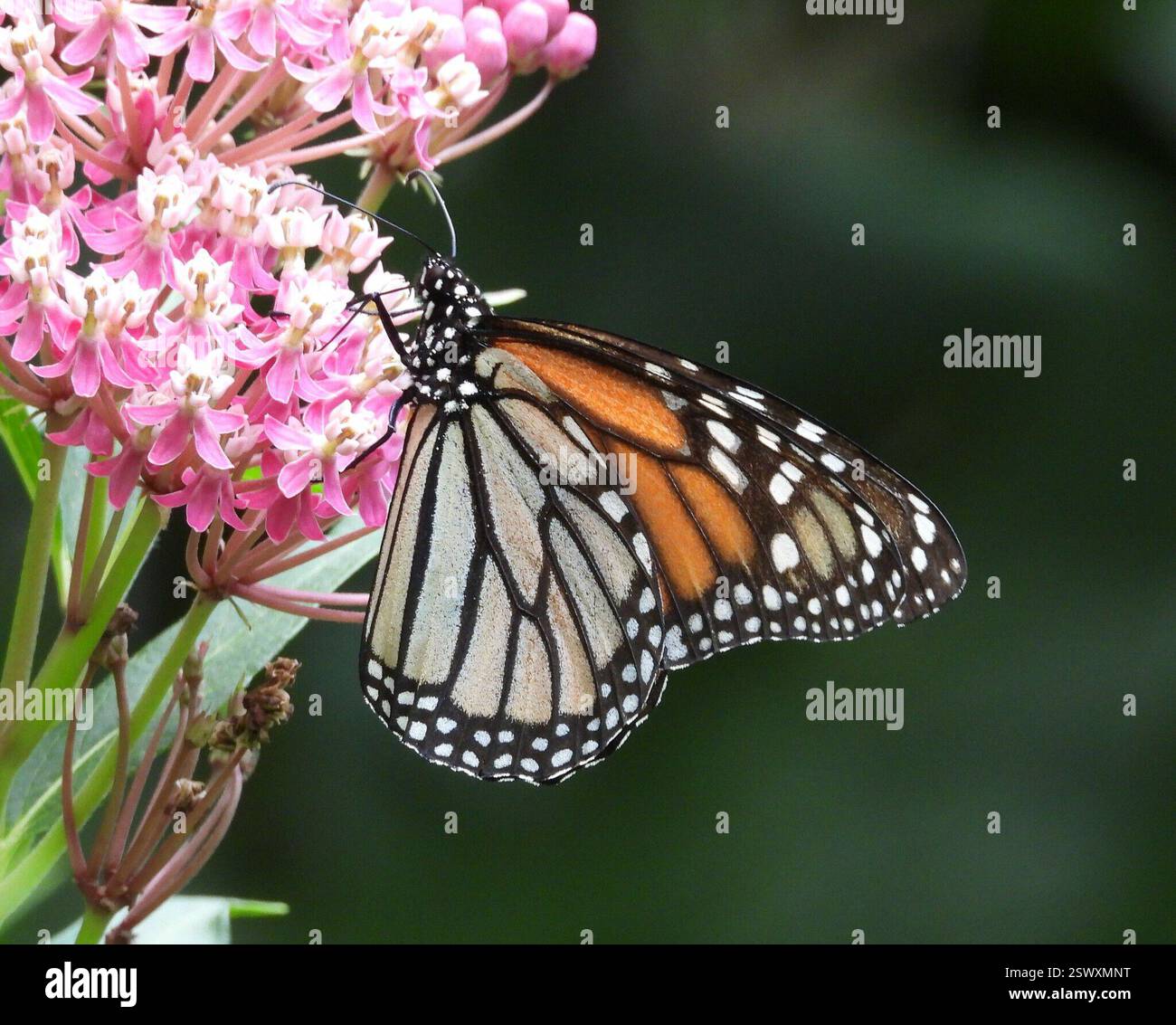 Monarch (Danaus plexippus), Insecta, 3 Broad ln, Teeterville, AUF N0E 1S0, Kanada, Monarch ist auf einer Asclepias incarnata Blume Stockfoto