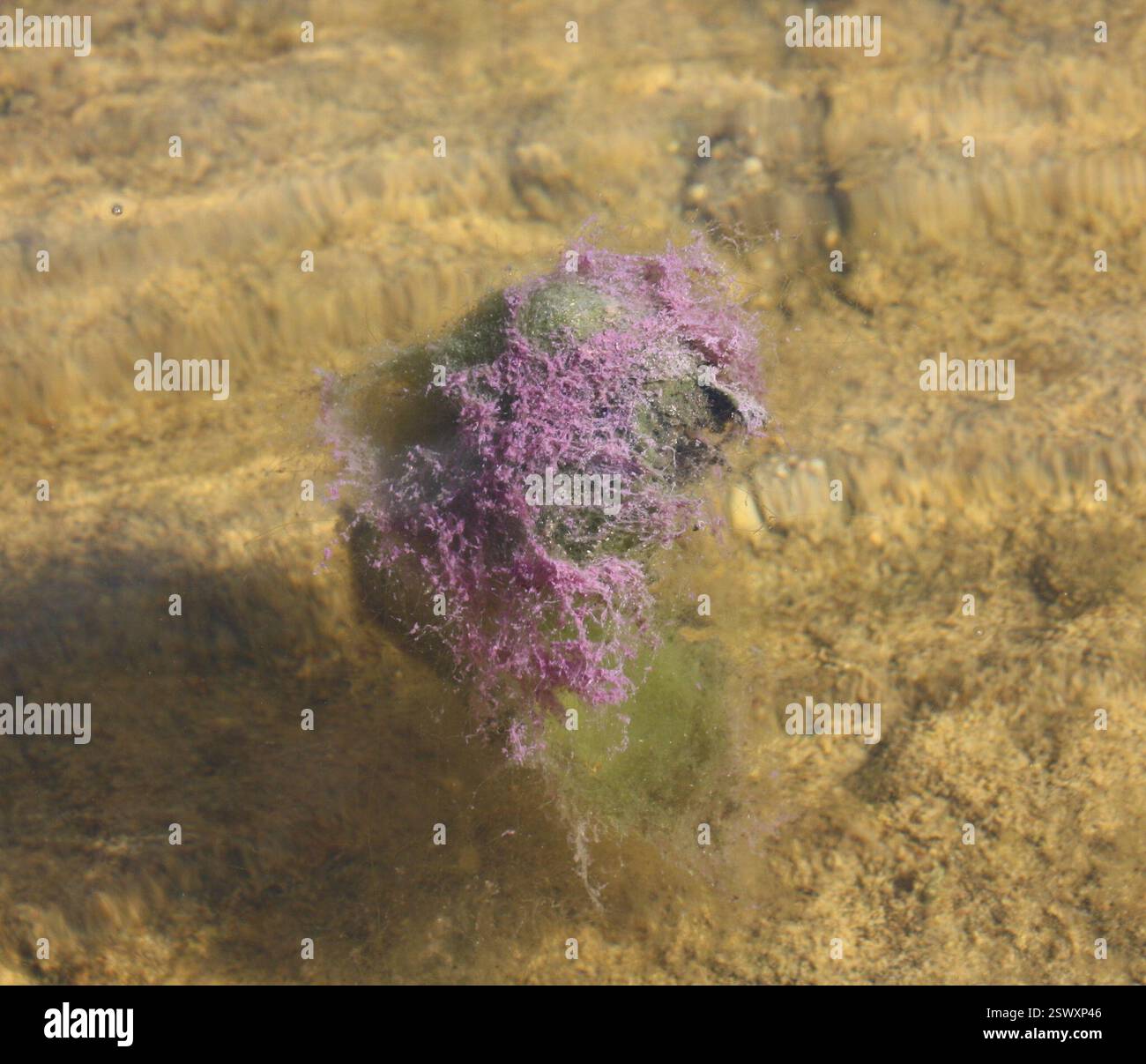Violette Schwefelbakterien (Chromatiales), Powiat wejherowski, Polska, das violette etwas; im Wasser - kleiner Teich, sonniger Ort Stockfoto