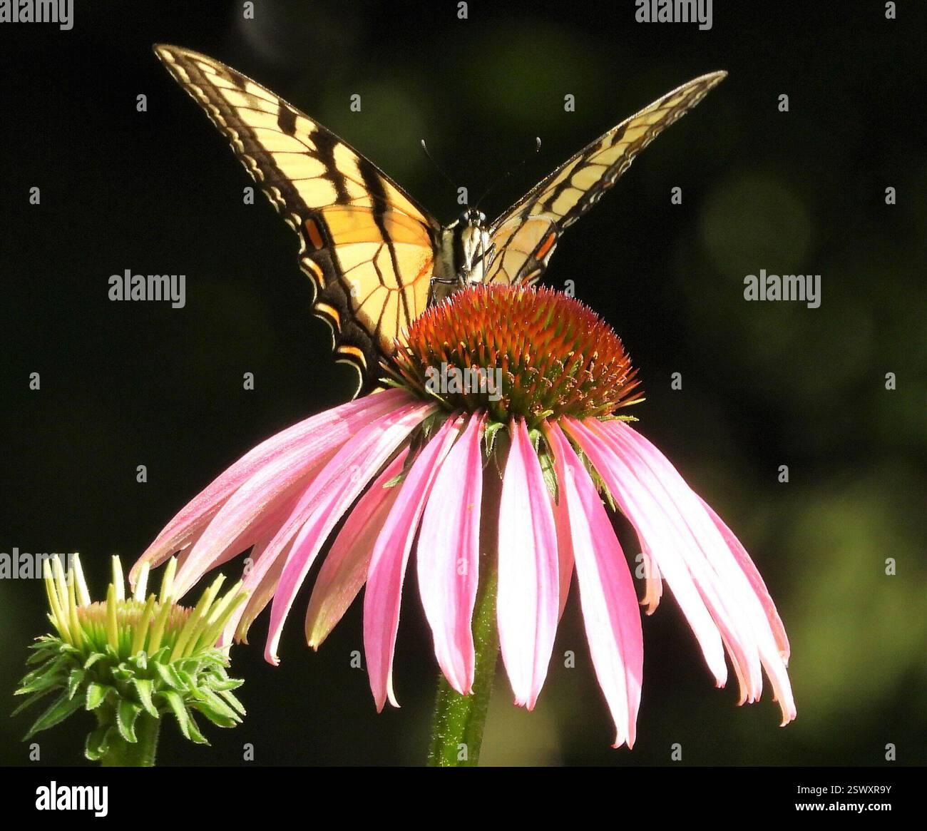 Tiger Swallowtails and Allies (Pterourus), Insecta, 3 Broad ln, Teeterville, AUF N0E 1S0, Kanada, Butterfly ist auf Purple Coneflower. Stockfoto