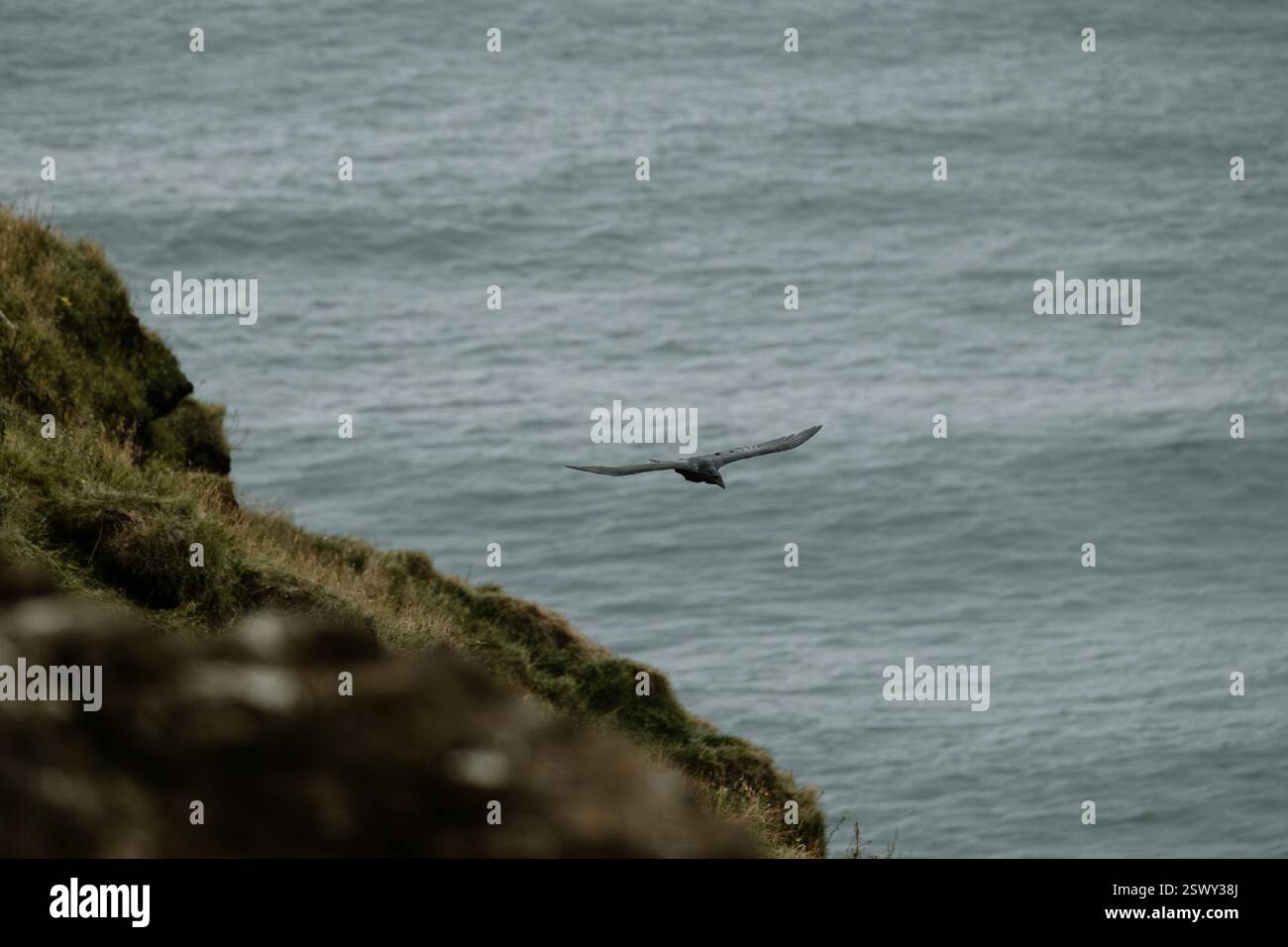 Eine schwarze Krähe schwebt über den Küstenklippen von Dyrhólaey, Süd-Island, über dem Nordatlantik Stockfoto