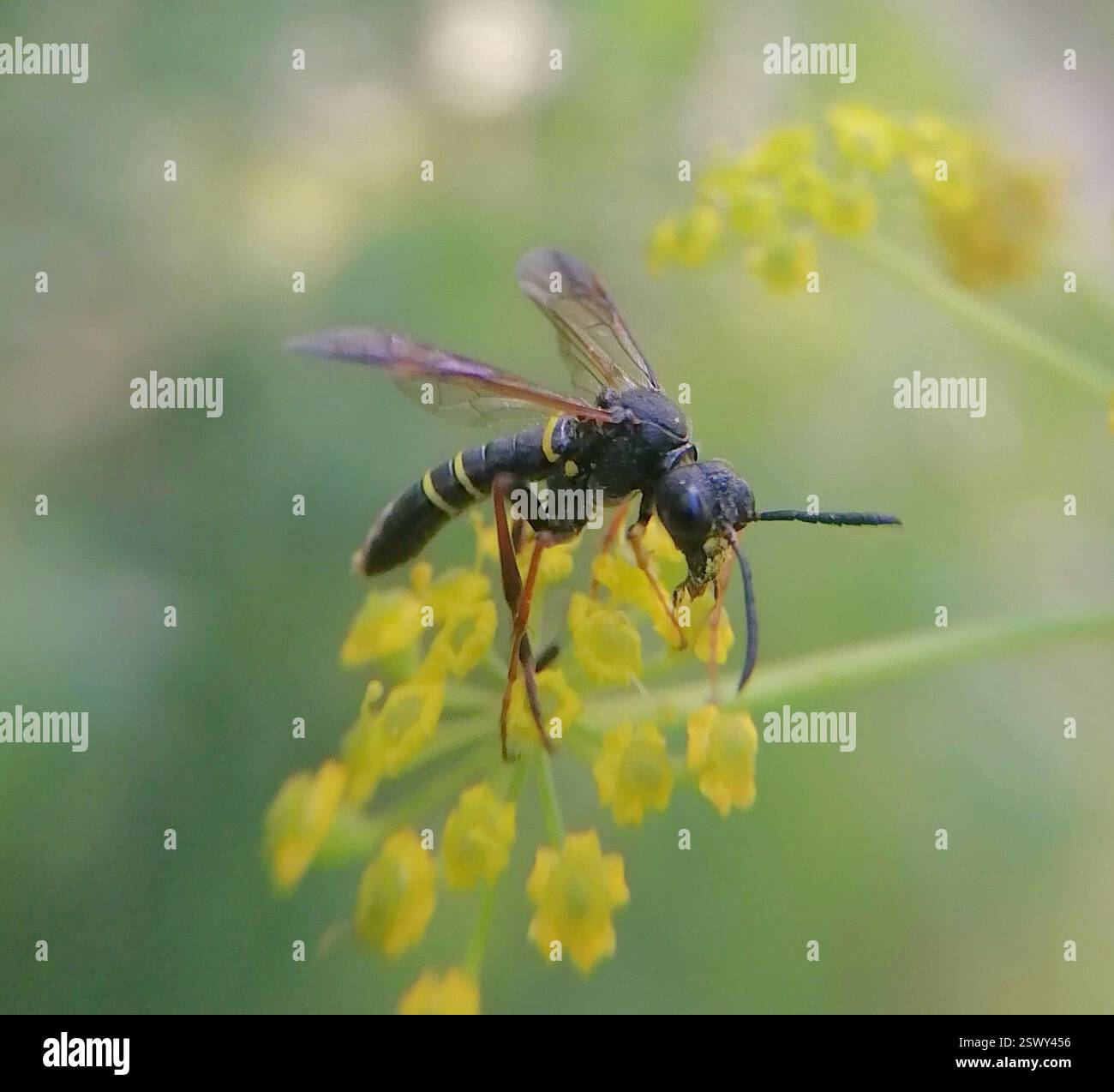 Edle Wasp-Sägefliege (Tenthredo vespa), Insecta, 11, Новосибирск, Новосибирская область, Россия, 630060 Stockfoto