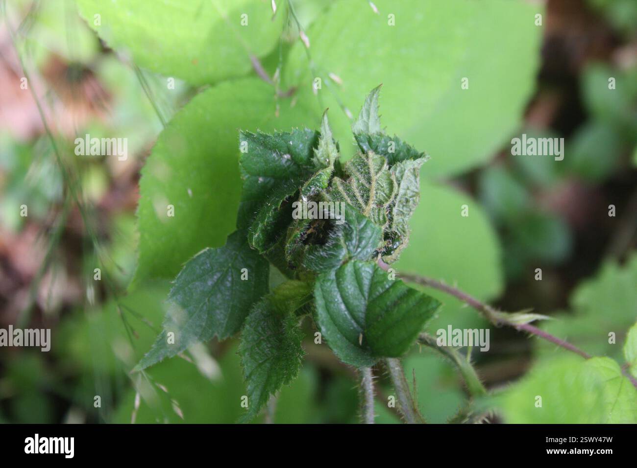 Insekten (Insecta), Insecta, Powiat wejherowski, Polska, auf Rubus sp. Stockfoto