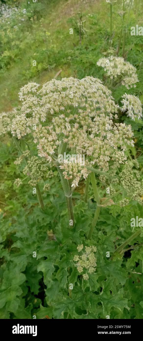 Hogweed (Heracleum sphondylium), Plantae, Fjellsiden Nord, Bergen, Norvège Stockfoto