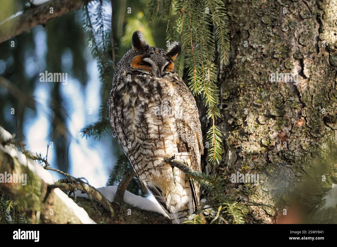 Östliche Kreischeule im Baum. Stockfoto