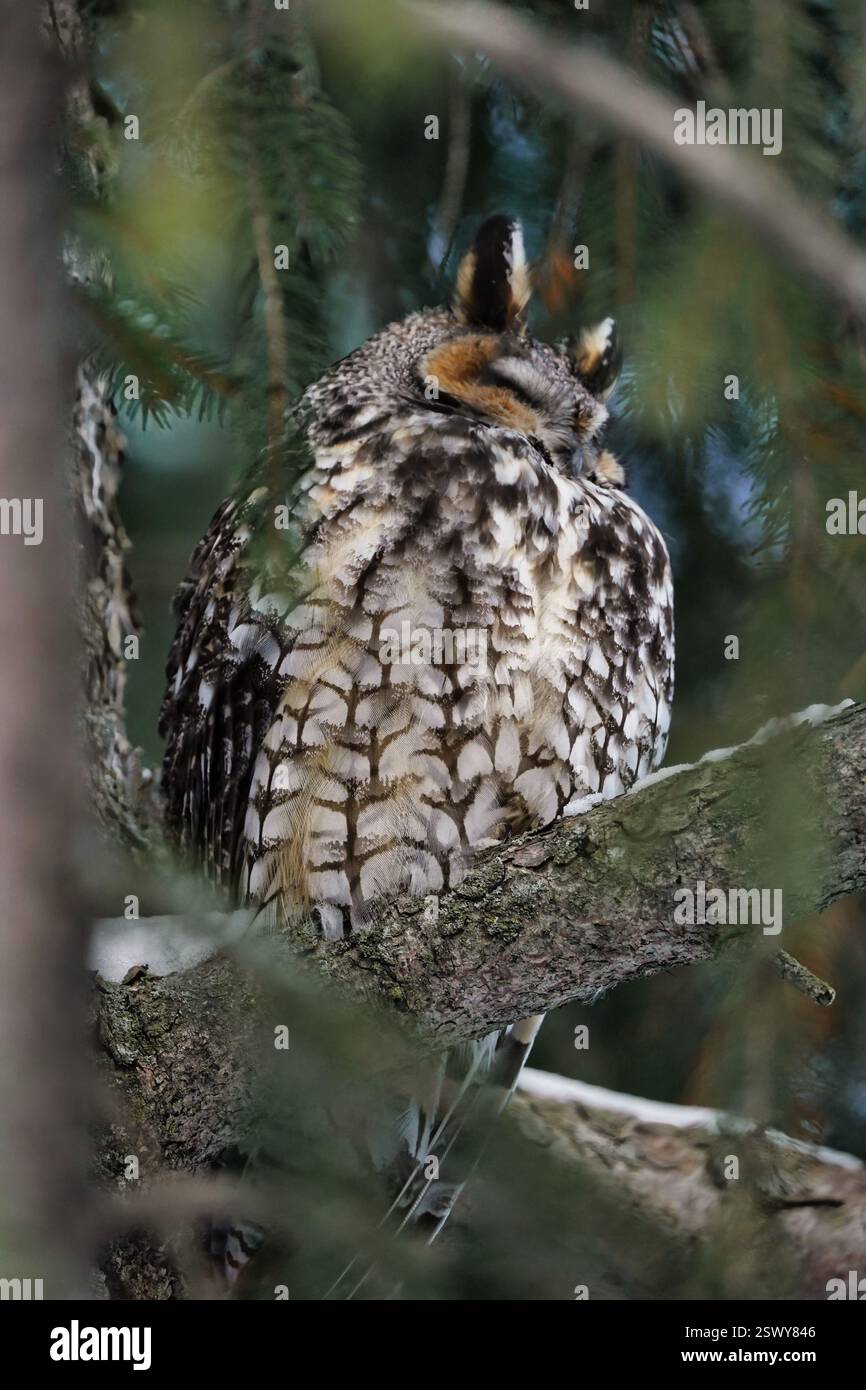 Östliche Kreischeule im Baum. Stockfoto