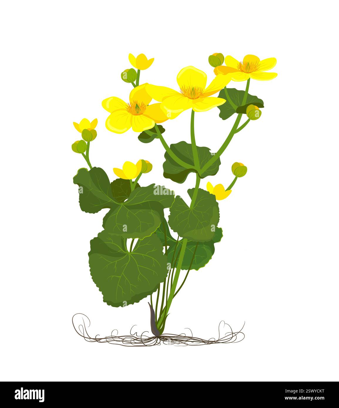 Marsh Marigold oder Kingcup (Caltha palustris). Botanik-Illustration im flachen Cartoon-Stil. Wilde gelbe Frühlingsblumen wachsen in Sümpfen, Mooren, Gräben und feuchten Wäldern. Vektor. Stock Vektor