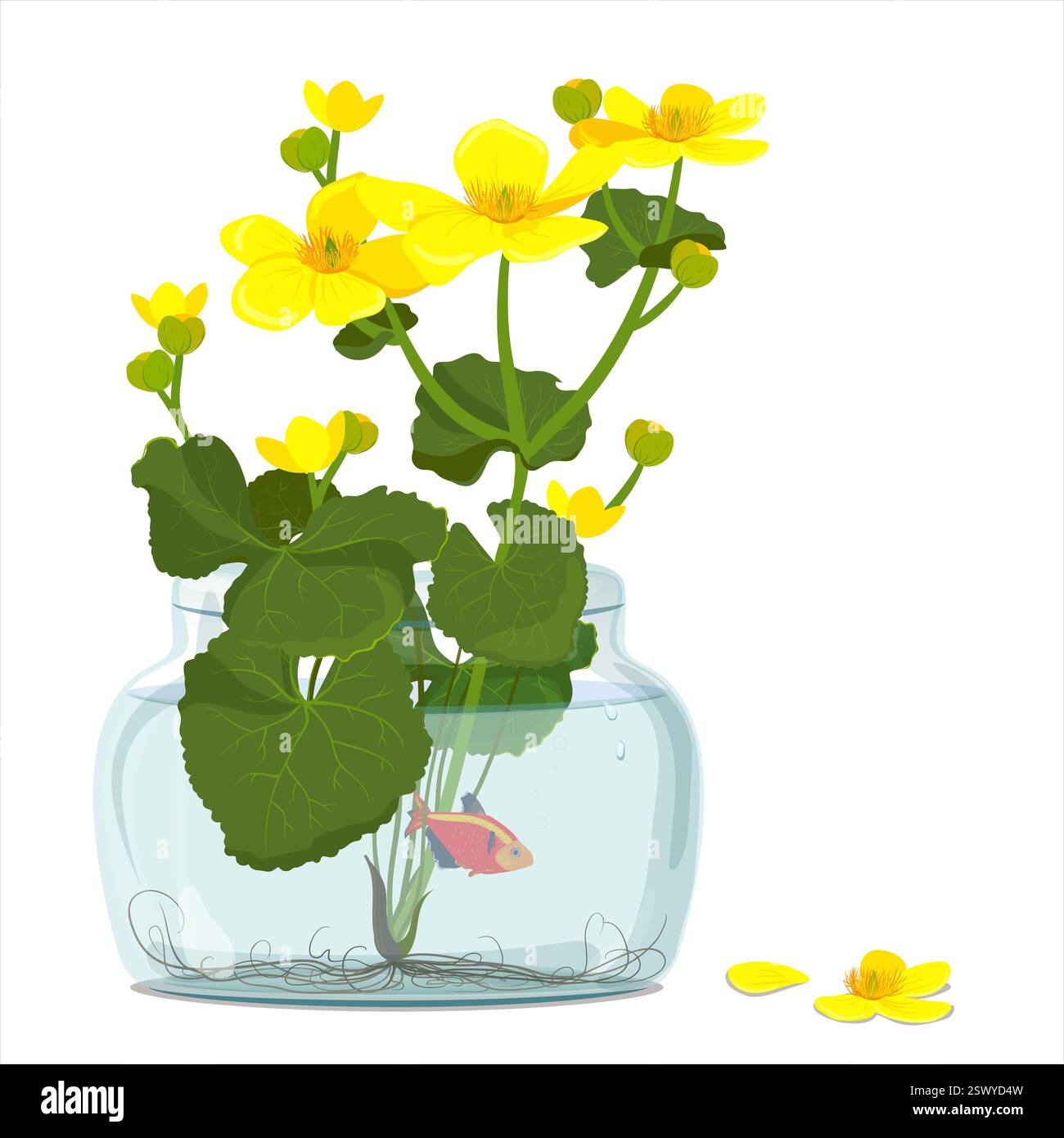 Ringelblumen oder Eisvogel (Caltha palustris), stehend in einem Glas mit Wasser. Illustration der Botanik im flachen Cartoon-Stil. Wilde gelbe Frühlingsblumen wachsen in Sümpfen, Sümpfen, Gräben und feuchten Wäldern. Stock Vektor