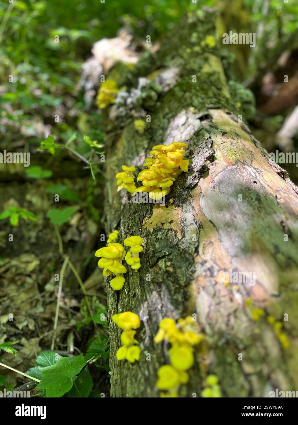 Golden Oyster Mushroom (Pleurotus citrinopileatus), Fungi, Maquoketa Caves State Park, Maquoketa, IA, USA Stockfoto