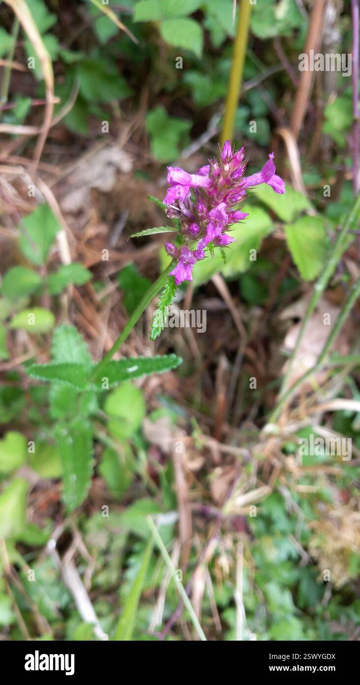 Gewöhnliche Hecke (Betonica officinalis), Plantae, Tiverton EX16 4NJ, UK, spärlich behaartes Kraut bis 40-50 cm, gegenüber stumpf gezahnten Blättern, Oberteil mit kaum Stielen. Blumenköpfe mit lila rosa Blüten mit langem Korolla-Rohr Stockfoto