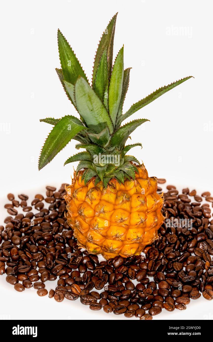 Kleine Ananas auf einem Bett aus glänzenden Kaffeebohnen vor weißem Hintergrund, die tropische Frische mit dem Reichtum von geröstetem Kaffee kontrastieren Stockfoto