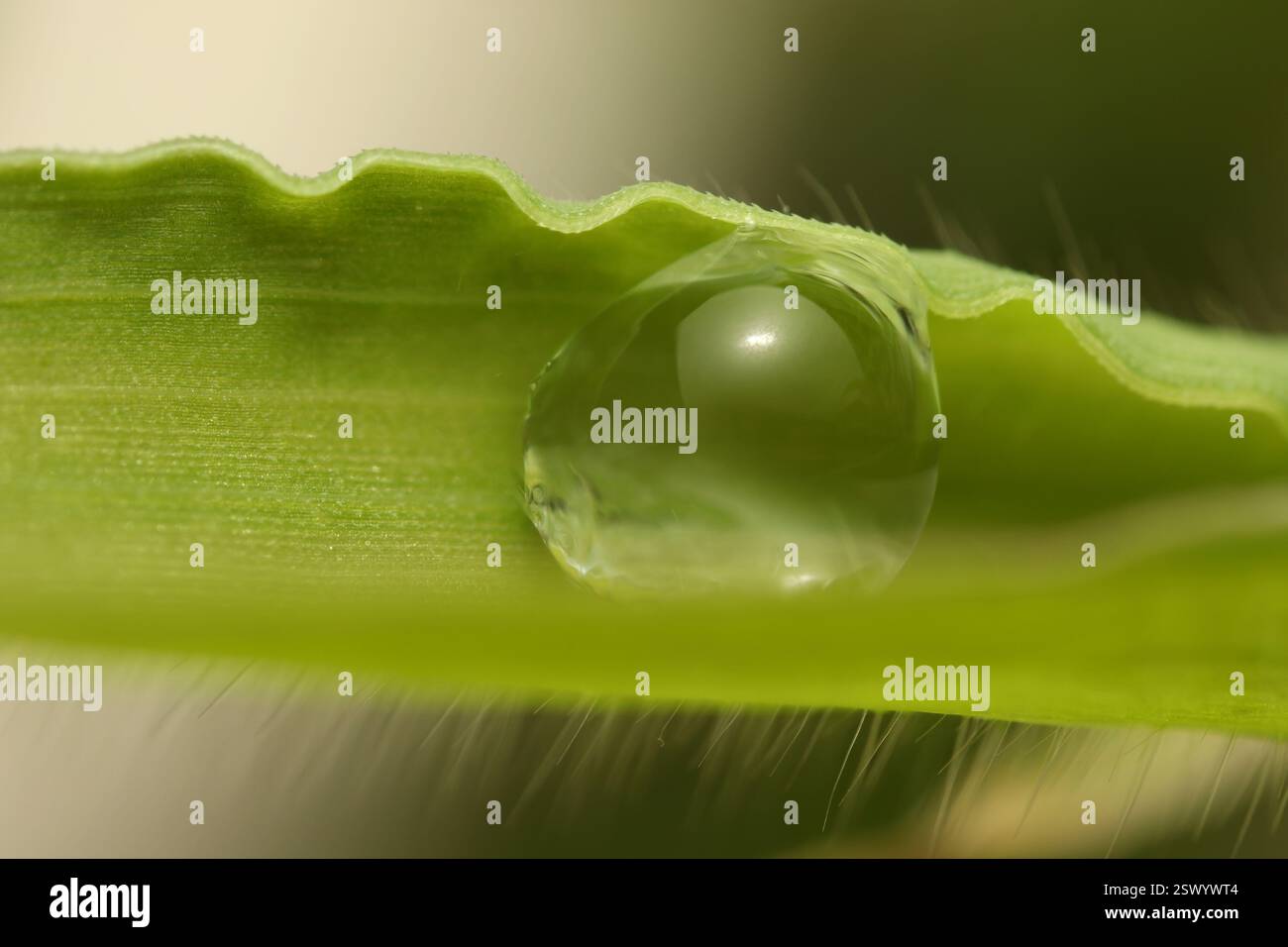 Wassertropfen auf einem Grashalm. Stockfoto