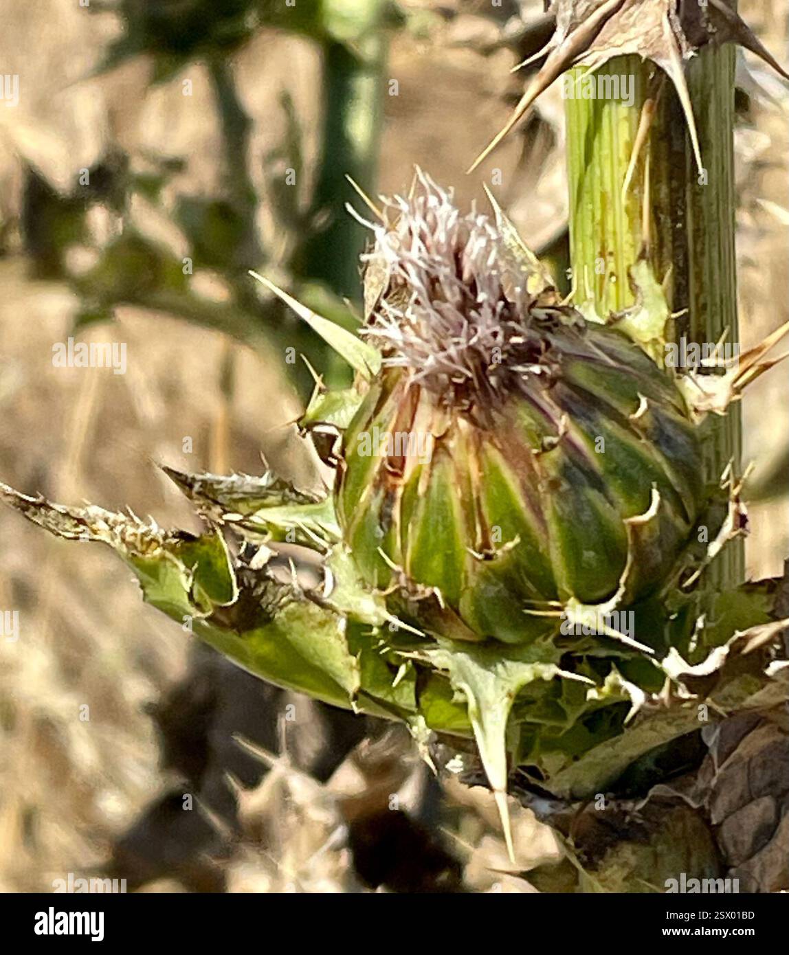 Mariendistel (Silybum marianum), Plantae, Los Padres National Forest, Carmel, CA, USA, Milchdistelskelette aus der letzten Saison. Seeds-2. Foto. Die Mariendistel (Silybum marianum) wurde in der Familie der Asteraceae eingeführt und ist an Straßenrändern, auf Weiden und in gestörten Böden gedeiht. Die Blätter sind charakteristisch: Die großen, weißen Adern sind meist sehr hell und sichtbar. Die weiße Färbung ist immer auf den Venen dritter Ordnung vorhanden. Phyllare sind sternförmig, mit langen, scharfen Stacheln, die direkt unter den großen, violetten, einsamen Blumenköpfen ausstrahlen. Peak Bloom ti Stockfoto