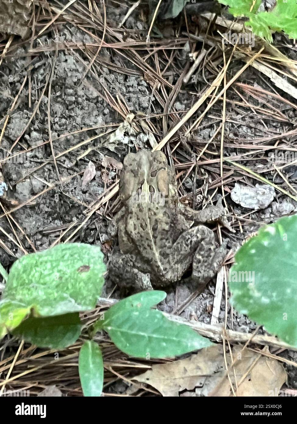 American Toad (Anaxyrus americanus), Amphibia, Maquoketa Caves State Park, Maquoketa, IA, USA Stockfoto
