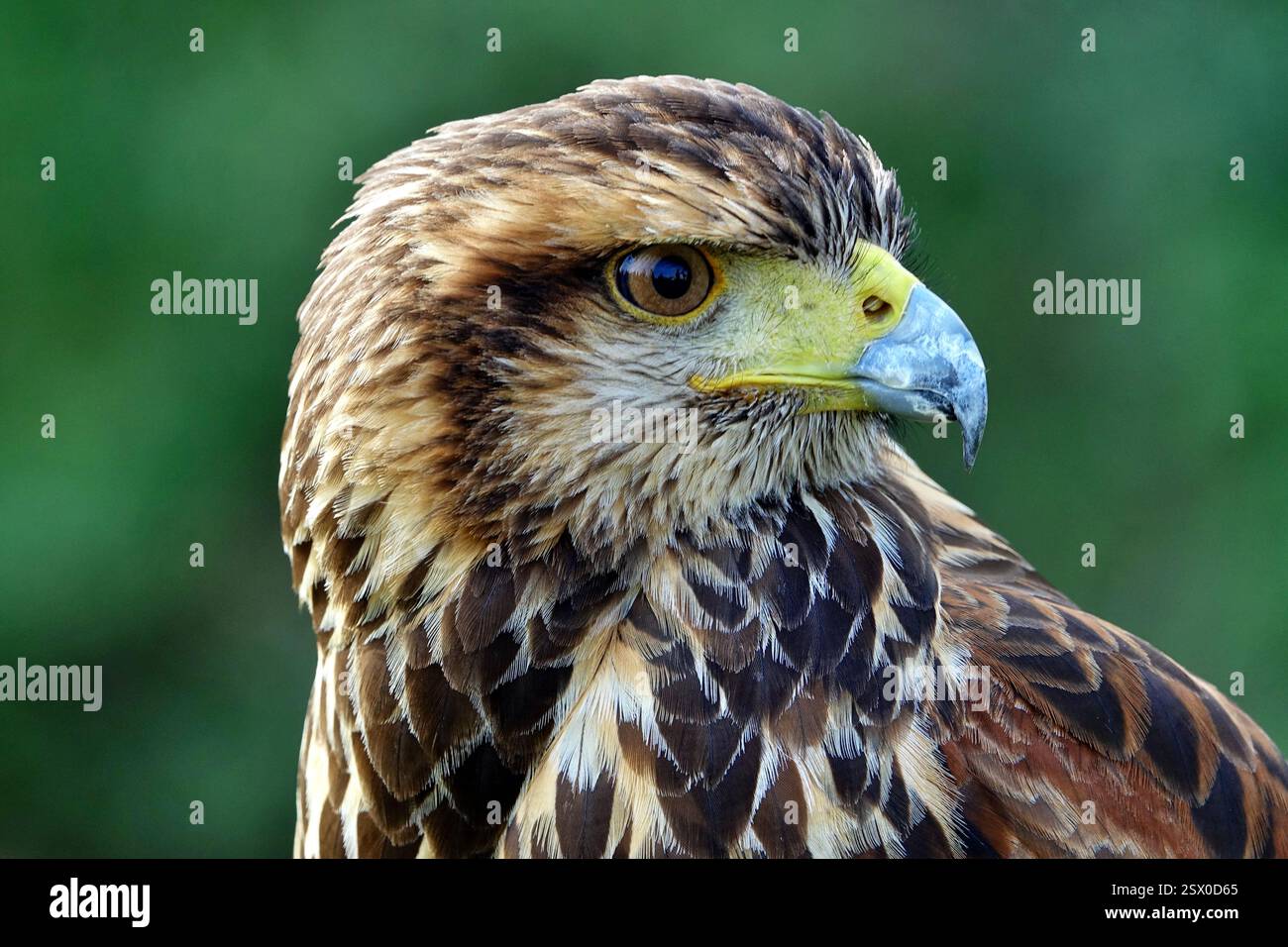 Nahaufnahme des Kopfes eines braunen und weißen Adlers Stockfoto