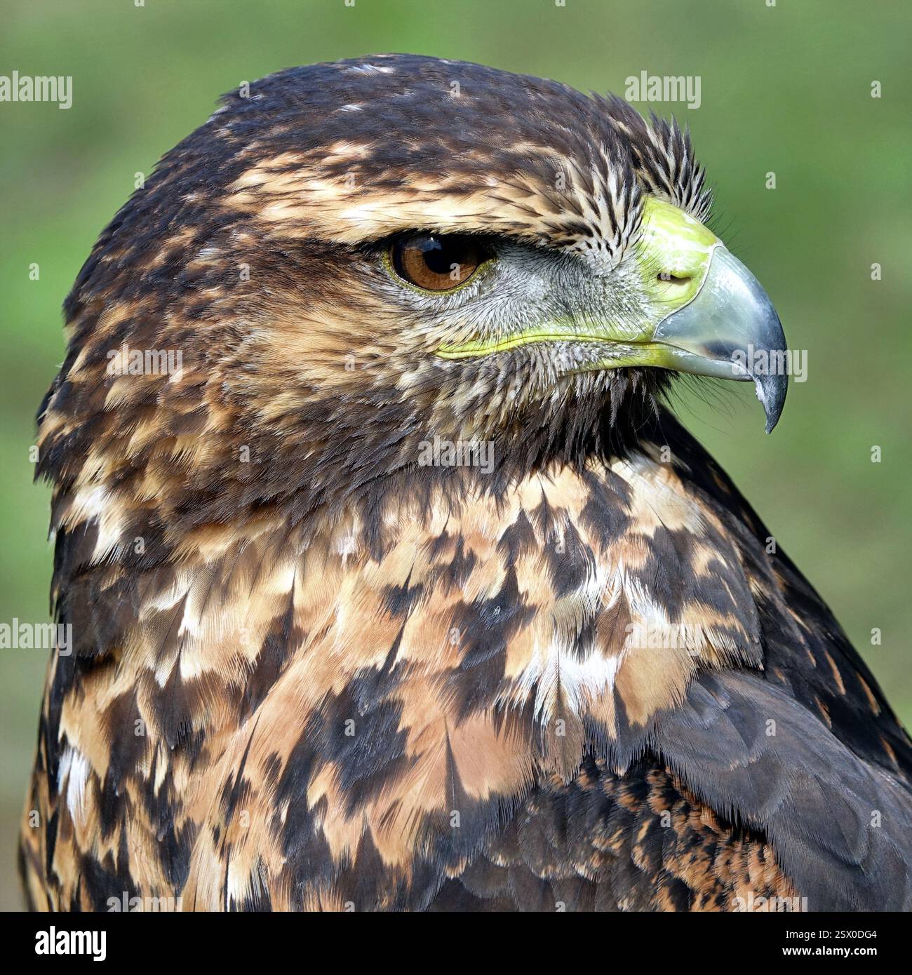 Nahaufnahme des Kopfes eines braunen und weißen Adlers Stockfoto