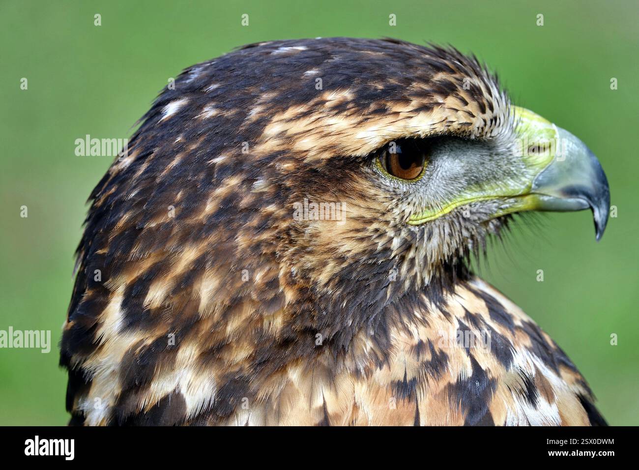 Nahaufnahme des Kopfes eines braunen und weißen Adlers Stockfoto