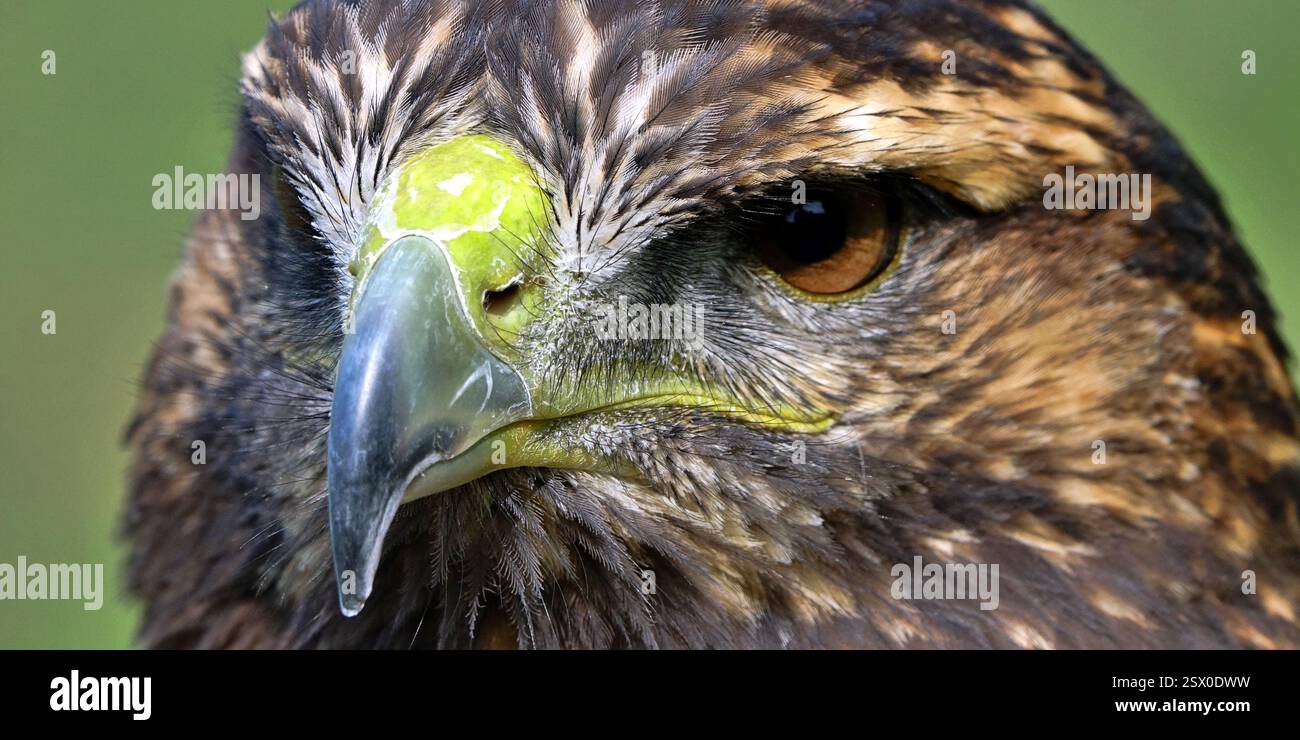 Nahaufnahme des Kopfes eines braunen und weißen Adlers Stockfoto