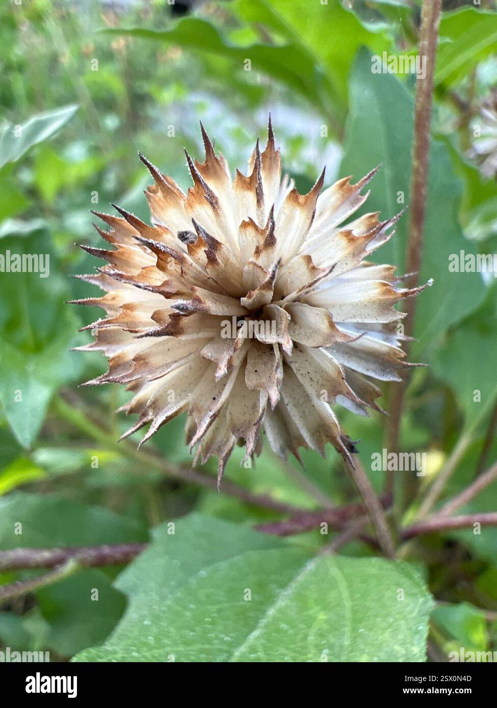 East Coast Dune Sunflower (Helianthus debilis debilis), Plantae, Springs Ave, Pawleys Island, SC, US Stockfoto