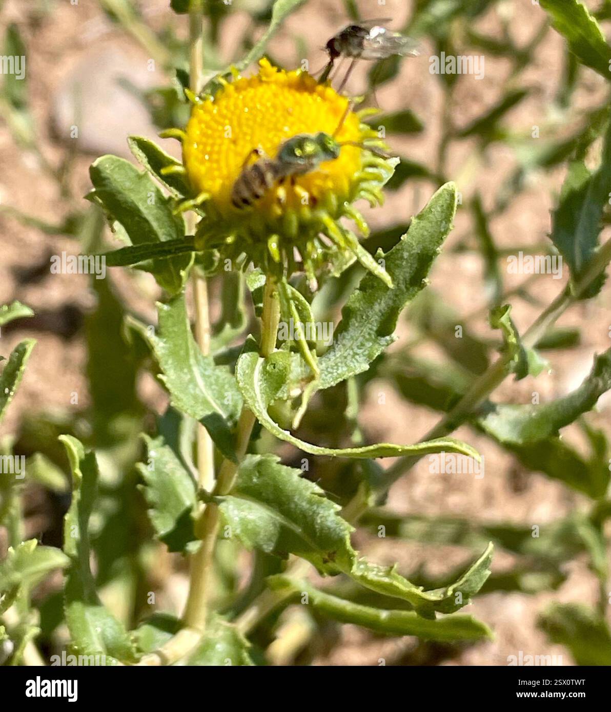Kaugummi (Grindelia nuda), Plantae, Earthship Way, Taos, NM, US, 3 Insektenbestäuber befanden sich auf dieser Wirtspflanze: Link zu Bienenfliegen (Bombylidae) Bestäuber auf Grindelia Beobachtung: https://www.inaturalist.org/observations/175127156 Link zu zweifleckiger Melyrid (Collops bipunctatus) Beobachtung: https://www.inaturalist.org/observations/175130526 Link zu Honigschwanzstreifen-Schweißbiene (Agapostemon melliventris) auf Grindelia Beobachtung: https://www.inaturalist.org/observations/175134307 Link zu bestätigter Beobachtung in der Nähe von Grindelia Nuda: https://www.inaturalist.org/observations/9 Stockfoto