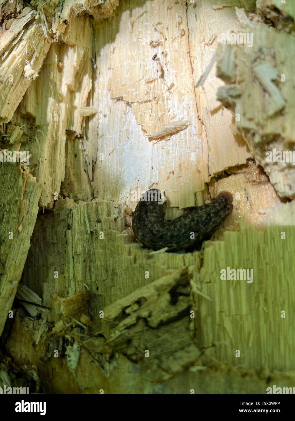 Carolina Mantleslug (Philomycus carolinianus), Mollusca, Maquoketa Caves State Park, Maquoketa, IA, USA Stockfoto