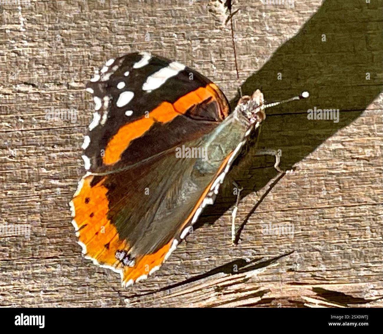 Red Admiral (Vanessa atalanta), Insecta, Country Park Rd, Salinas, CA, WIR, ich mochte den Schatten am späten Nachmittag. Roter Admiral (Vanessa atalanta) Identifikation: Die Oberseite ist schwarz mit weißen Flecken in der Nähe des Apex; die Vorderkante mit rotem Medianband, die Hinterseite mit rotem Randband. Die Winterform ist kleiner und dummer, die Sommerform größer und heller mit einem unterbrochenen Vorderbund. Flügelbreite: 4,5–7,6 cm (1 3/4–3 Zoll). Lebensgeschichte: Der Rote Admiral hat einen sehr unregelmäßigen, schnellen Flug. Männchen Barschen, wenn verfügbar, auf Bergrücken, am Nachmittag, um auf Weibchen zu warten, die einzeln Eier legen Stockfoto