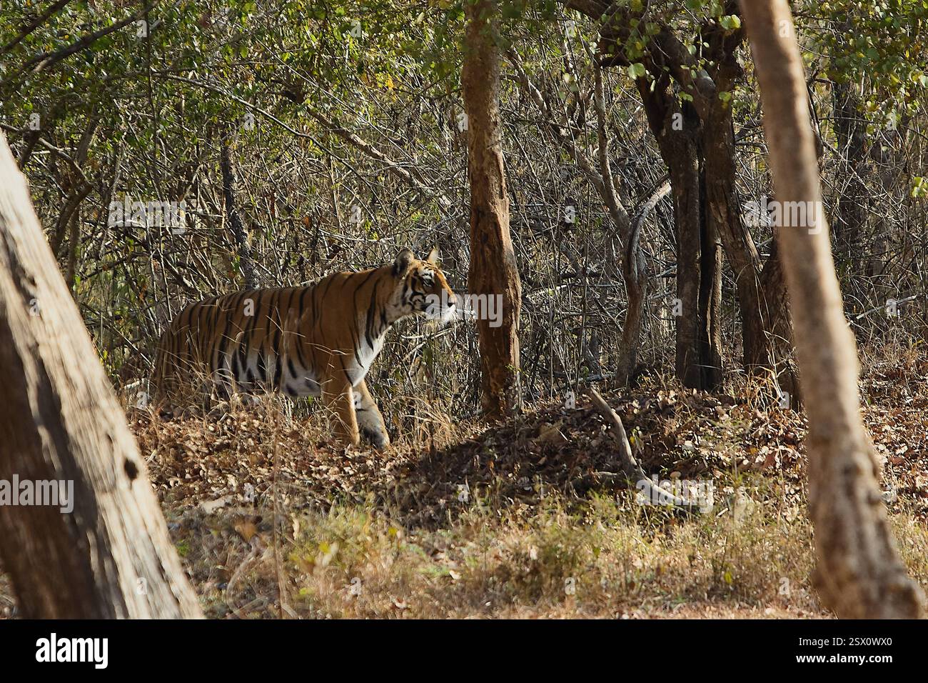 Tiger Stockfoto