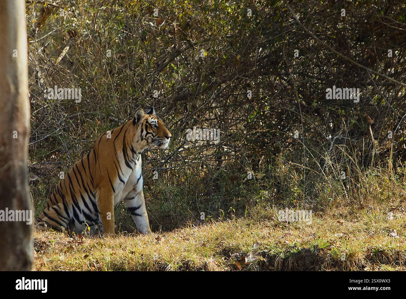 Tiger Stockfoto