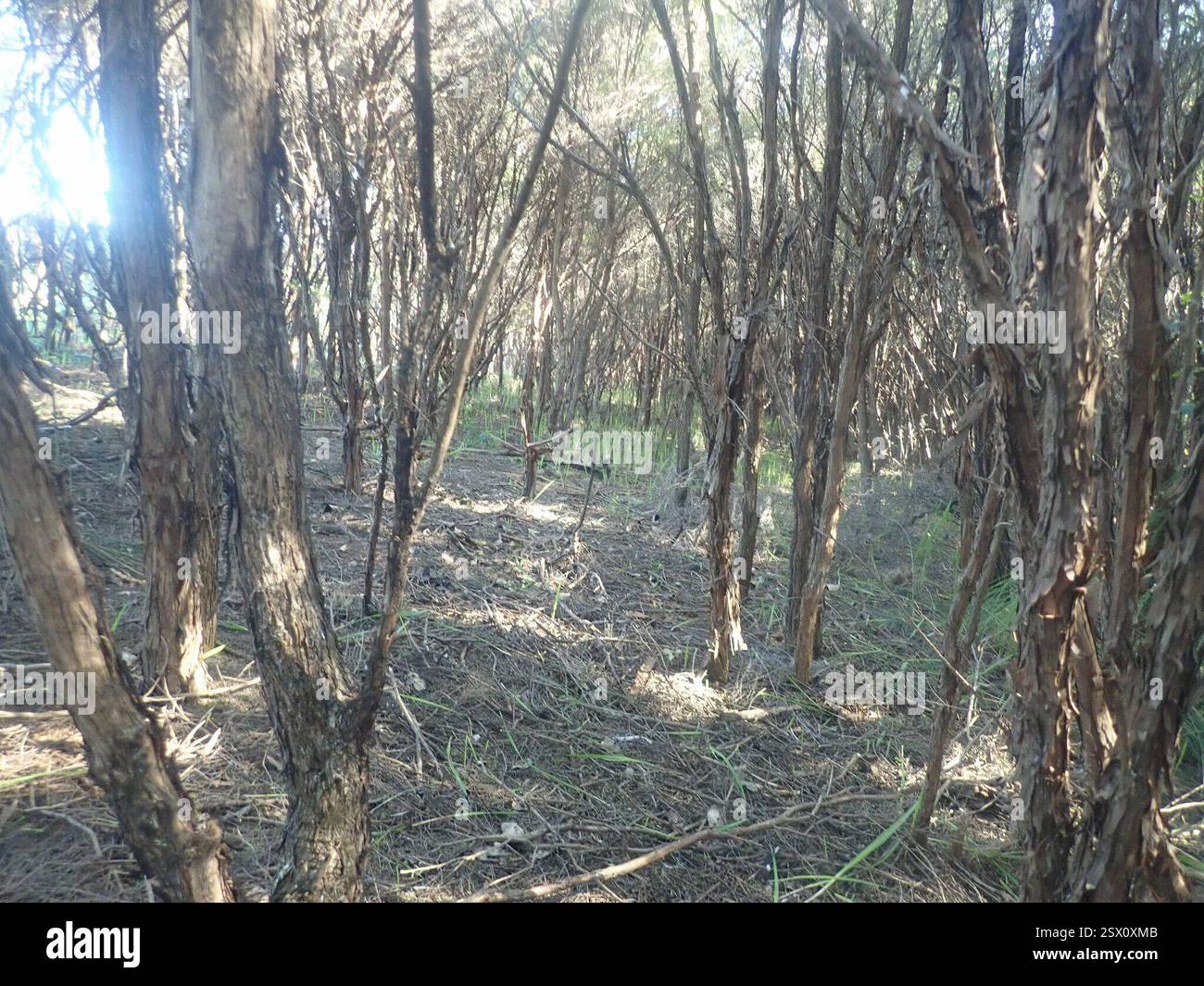drachenbaum (Dracaena draco), Plantae, GGANXCAN1 Gahnia Grove, Eskdale Forest, glaube ich, auf der Grundlage früherer Funde, die schließlich als dieser identifiziert wurden. Diese Samen hatten jedoch nicht den kleinen Stielüberrest, der auf diesem Samen links zu sehen war, mit bangalow-Samen. Keine der Samenarten, die in diesem Teil des manuka/rawirinui-Waldrands bis in dieses Jahr beobachtet wurden (seit 2018 bei der Handjätung beobachtet). Ich habe sie hier noch nie gefunden, als ich seit 2018 handjäte. Hier hat sich angeblich ein großer Mynah-Platz erhöht. Der Baldachin besteht aus jungen rawirinui und reifem manuka, ein paar ti kouka und Karamu in t Stockfoto