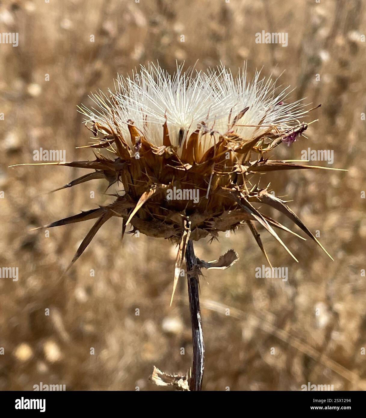 Mariendistel (Silybum marianum), Plantae, Los Padres National Forest, Carmel, CA, USA, Milchdistelskelette aus der letzten Saison. Seeds-2. Foto. Die Mariendistel (Silybum marianum) wurde in der Familie der Asteraceae eingeführt und ist an Straßenrändern, auf Weiden und in gestörten Böden gedeiht. Die Blätter sind charakteristisch: Die großen, weißen Adern sind meist sehr hell und sichtbar. Die weiße Färbung ist immer auf den Venen dritter Ordnung vorhanden. Phyllare sind sternförmig, mit langen, scharfen Stacheln, die direkt unter den großen, violetten, einsamen Blumenköpfen ausstrahlen. Peak Bloom ti Stockfoto