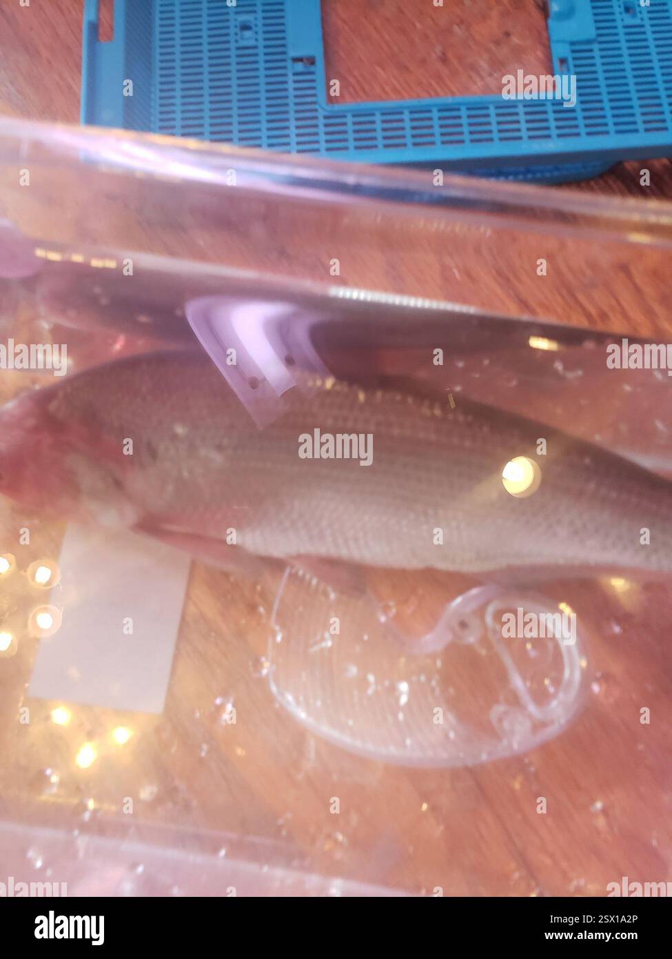 Amerikanischer Gizzard Shad (Dorosoma cepedianum), Actinopterygii, Jackson Township, IN, USA, jemand hat mir das vom Lenape-See gebracht, aber ich weiß nicht genau, welcher Teil Stockfoto