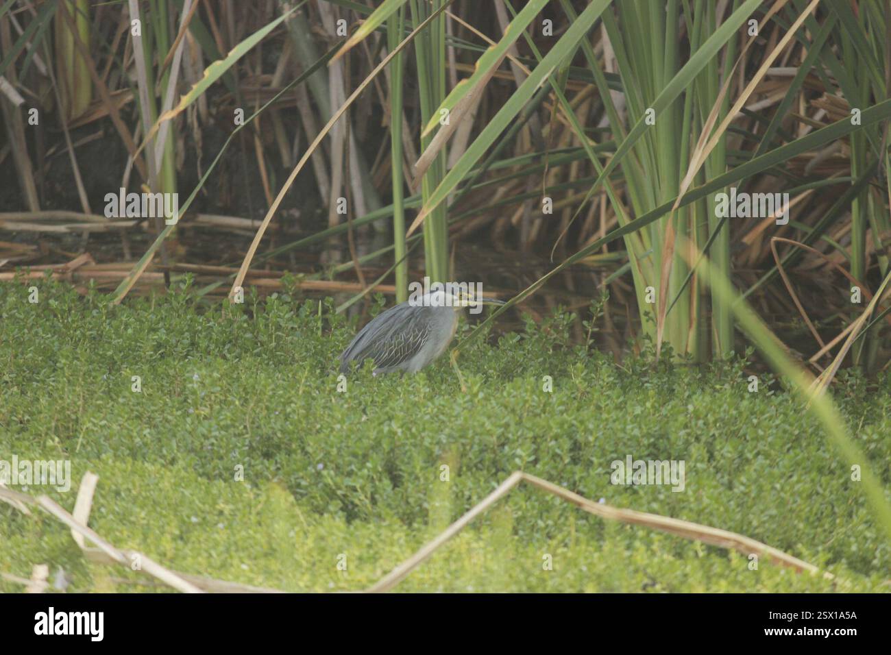 Streifenreiher (Butorides striata), Aves, Pantanos de Villa, Chorrillos, Perú Stockfoto