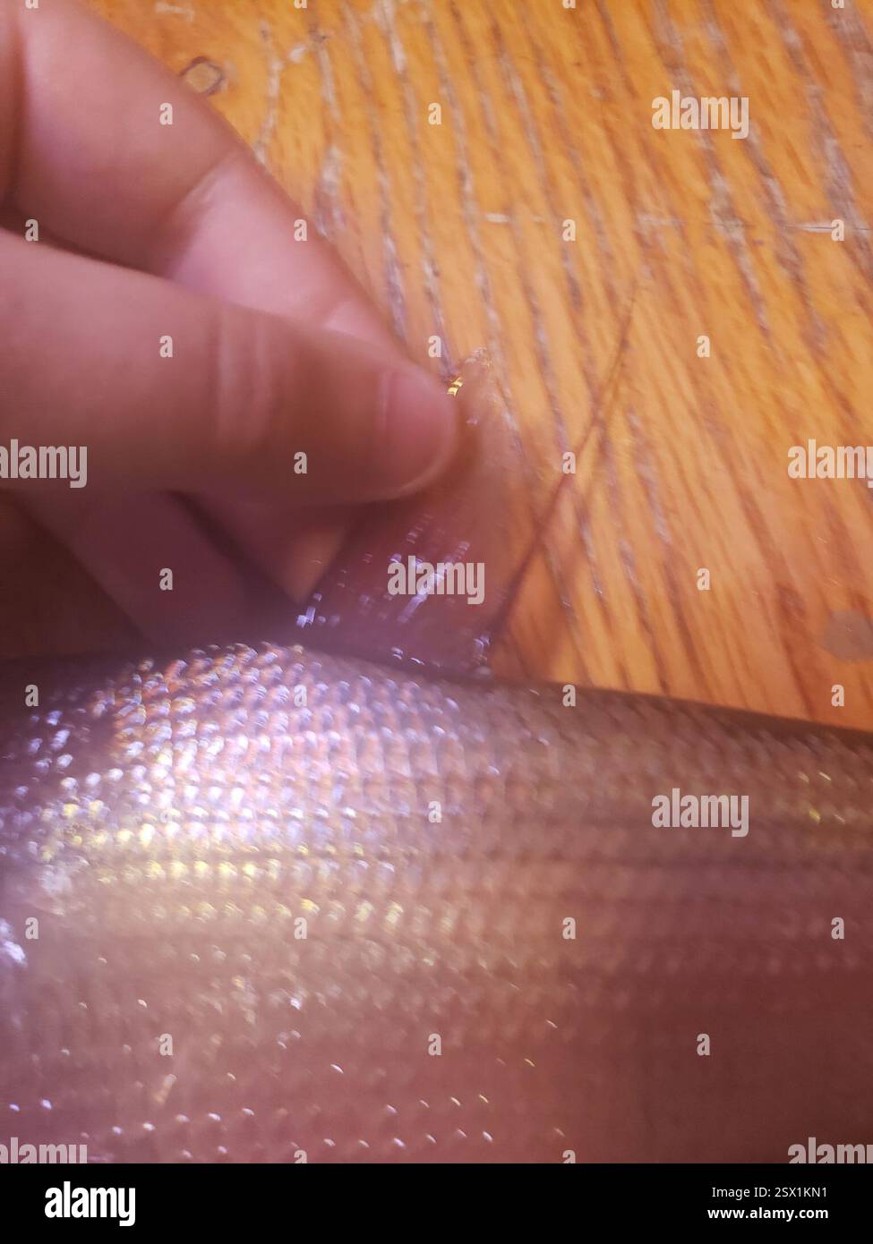 Amerikanischer Gizzard Shad (Dorosoma cepedianum), Actinopterygii, Jackson Township, IN, USA, jemand hat mir das vom Lenape-See gebracht, aber ich weiß nicht genau, welcher Teil Stockfoto