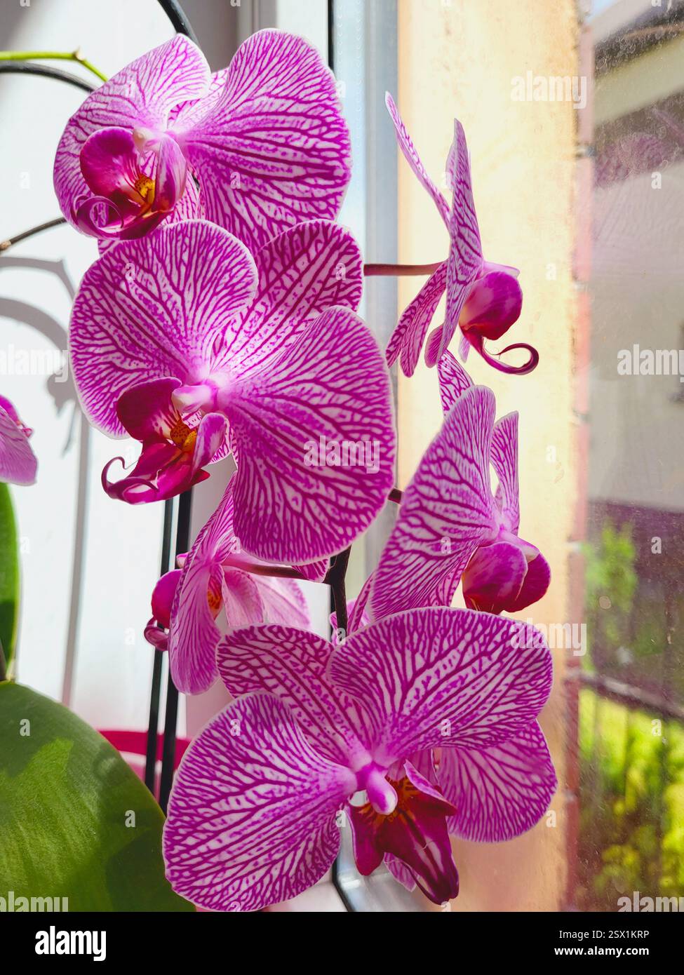 Üppige, leuchtend rosa Orchideen, die auf einer Fensterbank in einem Zimmer gewachsen sind Stockfoto