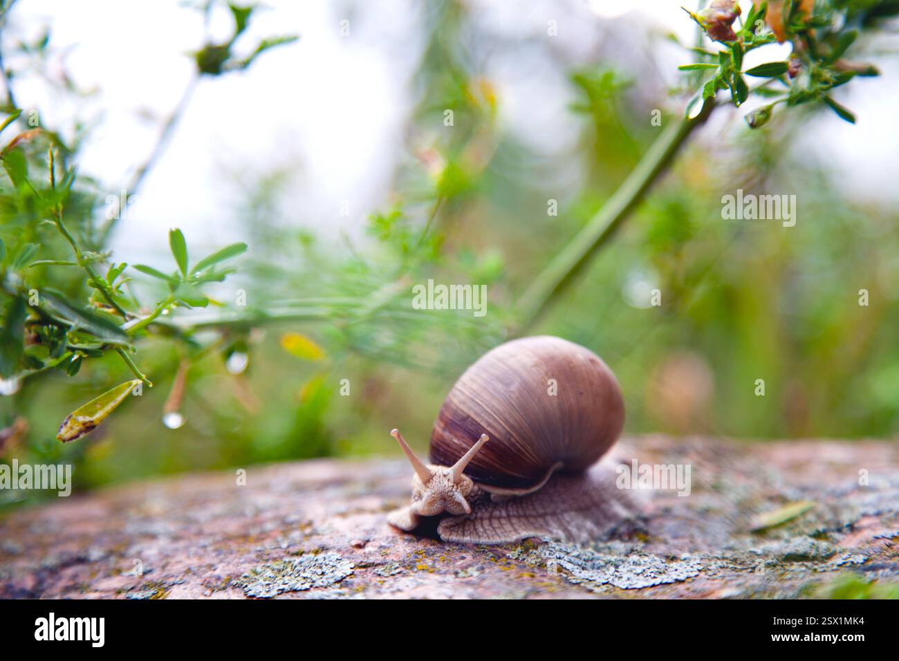 Ein Nahfoto einer großen Traubenschnecke, die auf einem Felsen zwischen grünem Gras krabbelt Stockfoto