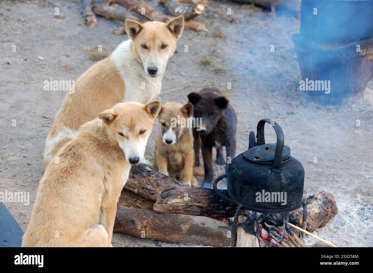 Am frühen Morgen in einem armen Dorf im Norden Thailands wärmen sich zwei große Hunde und zwei Welpen an einer Feuerstelle mit einem schwarzen Wasserkocher kochendem Wasser auf Stockfoto
