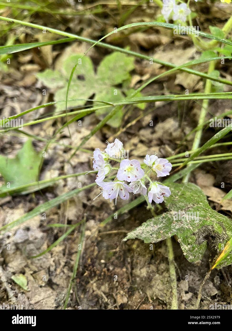 Great waterleaf (Hydrophyllum appendiculatum), Plantae, Maquoketa Caves State Park, Maquoketa, IA, USA Stockfoto