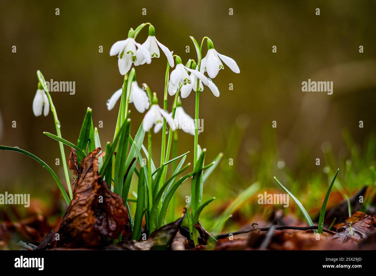 Schnee fällt Stockfoto