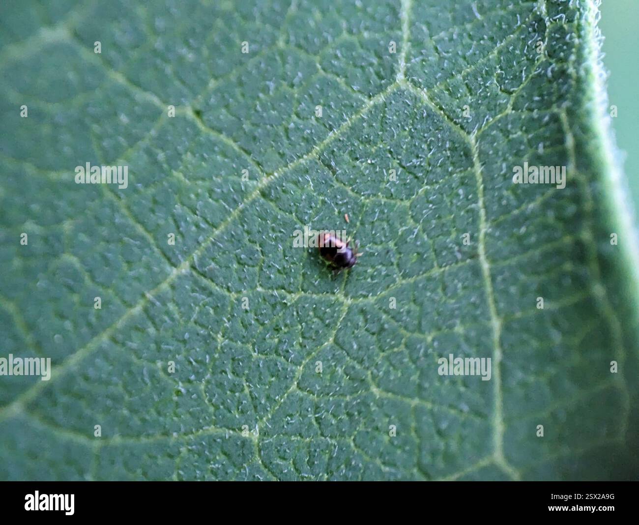 (Litargus), Insecta, Downtown, Ithaca, NY, USA, ITTY Bitty Käfer Stockfoto