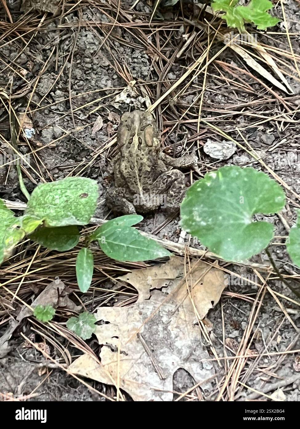 American Toad (Anaxyrus americanus), Amphibia, Maquoketa Caves State Park, Maquoketa, IA, USA Stockfoto