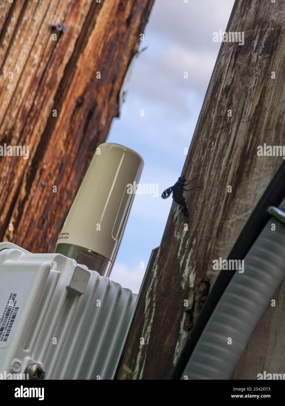 Tiger Bee Fly (Xenox tigrinus), Insecta, Collegetown, Ithaca, NY 14850, USA Stockfoto