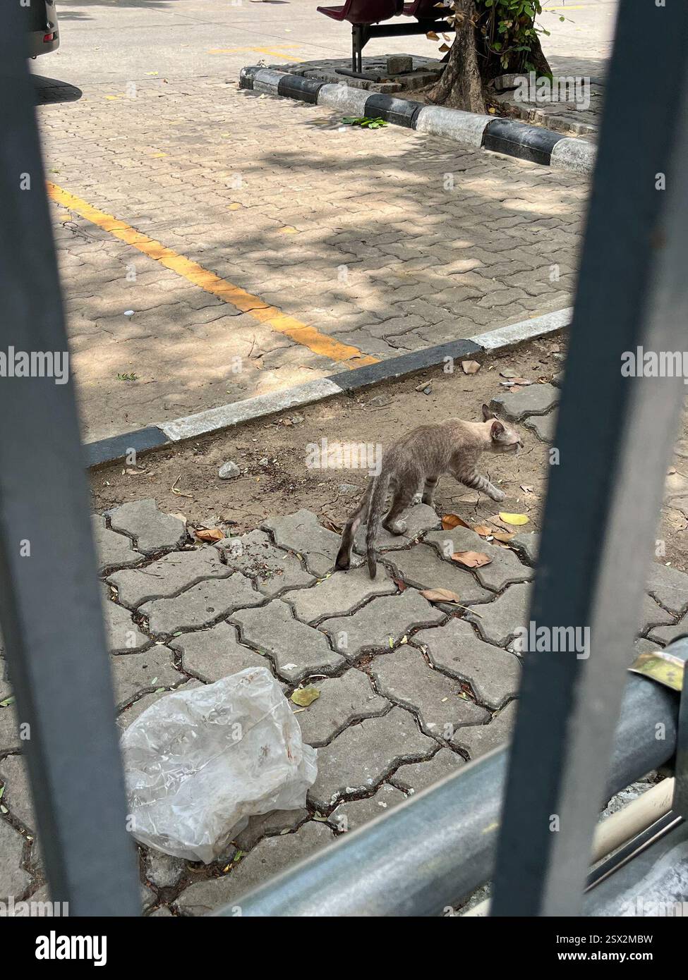 Hauskatze (Felis catus), Mammalia, Rama 4 Rd., Bangkok, TH Stockfoto