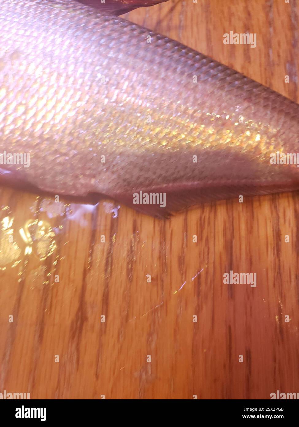 Amerikanischer Gizzard Shad (Dorosoma cepedianum), Actinopterygii, Jackson Township, IN, USA, jemand hat mir das vom Lenape-See gebracht, aber ich weiß nicht genau, welcher Teil Stockfoto