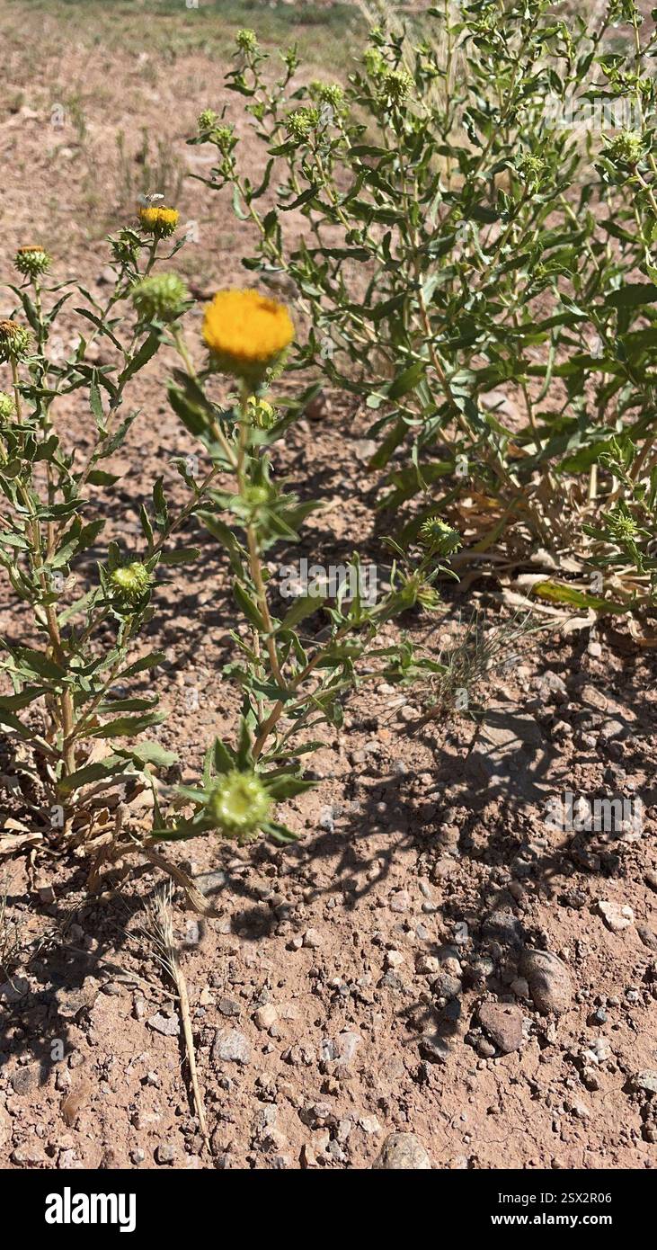 Kaugummi (Grindelia nuda), Plantae, Earthship Way, Taos, NM, US, 3 Insektenbestäuber befanden sich auf dieser Wirtspflanze: Link zu Bienenfliegen (Bombylidae) Bestäuber auf Grindelia Beobachtung: https://www.inaturalist.org/observations/175127156 Link zu zweifleckiger Melyrid (Collops bipunctatus) Beobachtung: https://www.inaturalist.org/observations/175130526 Link zu Honigschwanzstreifen-Schweißbiene (Agapostemon melliventris) auf Grindelia Beobachtung: https://www.inaturalist.org/observations/175134307 Link zu bestätigter Beobachtung in der Nähe von Grindelia Nuda: https://www.inaturalist.org/observations/9 Stockfoto