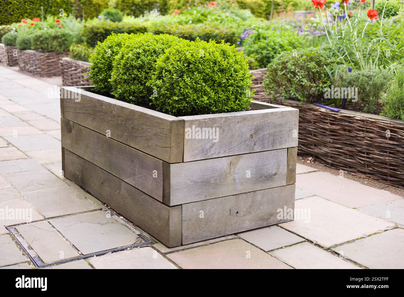 Ein hölzerner Übertopf aus Eichenholz mit ordentlich geschnittenen Sträuchern in einem formellen Garten, umgeben von gepflasterten Gehwegen und üppigem Grün. Stockfoto