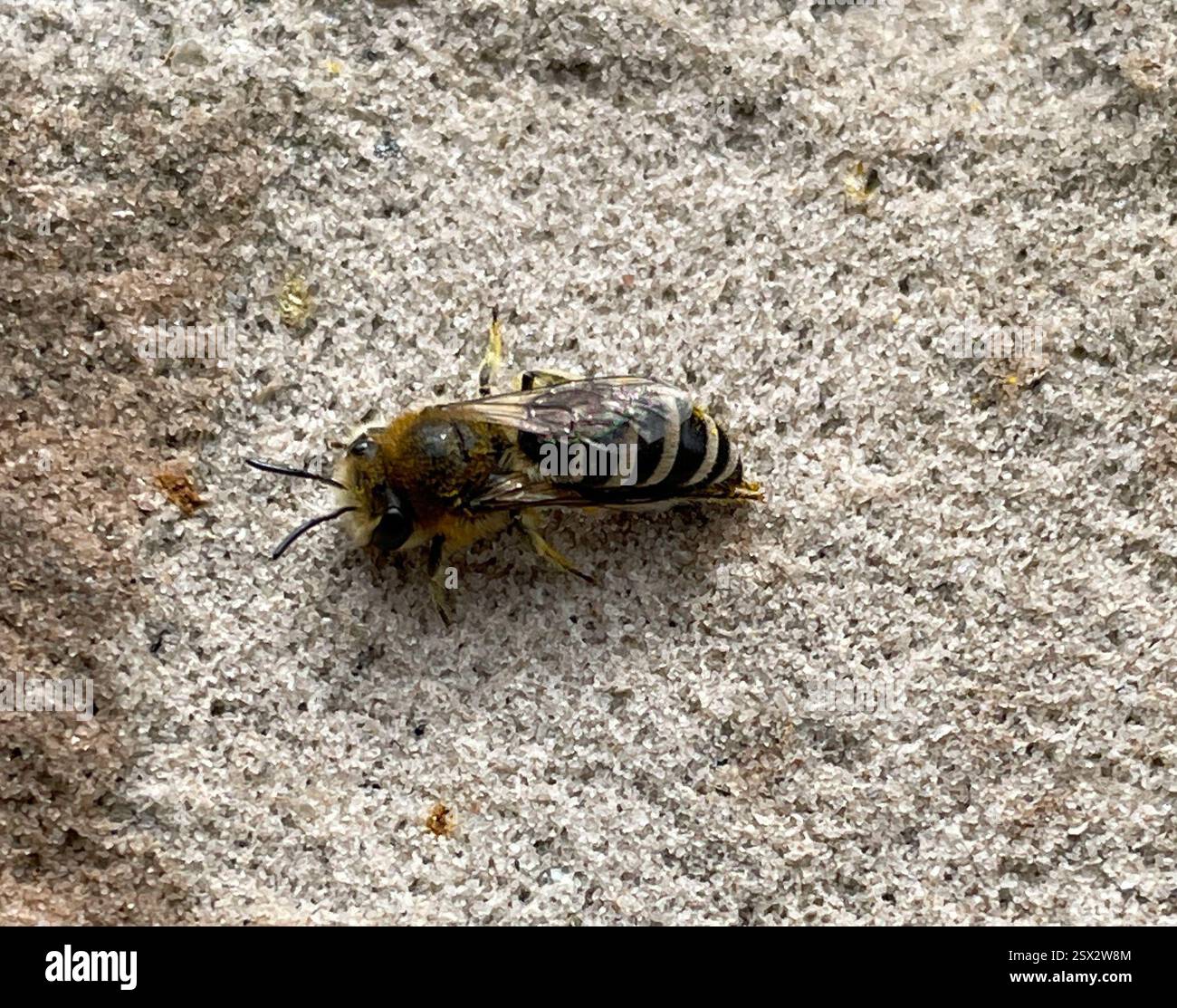 Davies' Cellophane Bee (Colletes daviesanus), Insecta, Northumberland Coast Area of Outstanding Natural Beauty, Bamburgh, England, GB Stockfoto