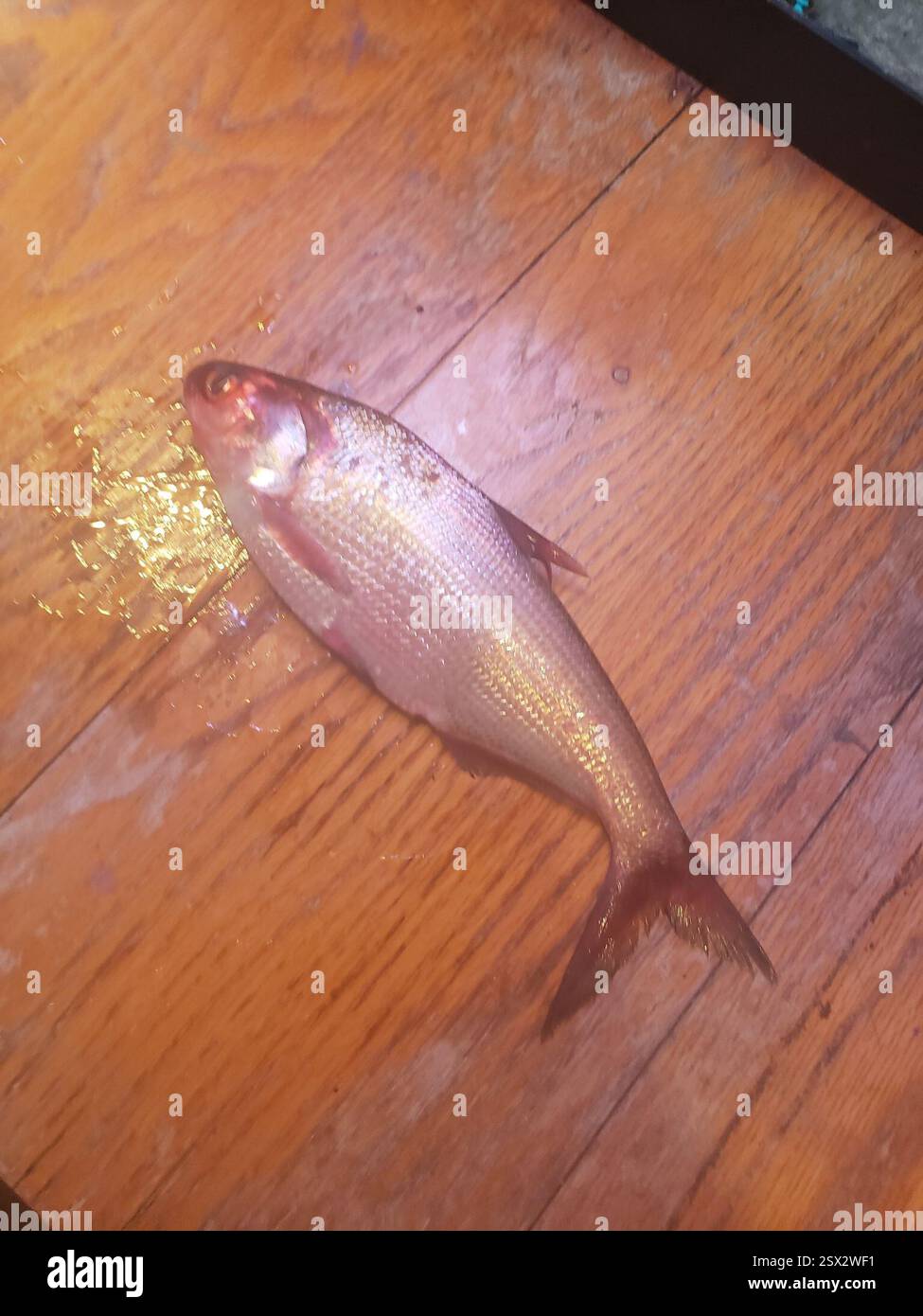 Amerikanischer Gizzard Shad (Dorosoma cepedianum), Actinopterygii, Jackson Township, IN, USA, jemand hat mir das vom Lenape-See gebracht, aber ich weiß nicht genau, welcher Teil Stockfoto